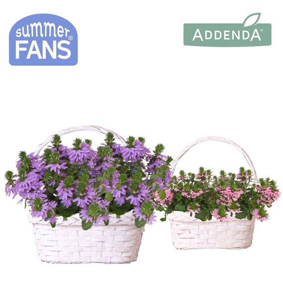 Scaevola aemula mix in Duomand twins 1 pp 27 cm diameter 20 fl 25cm 24cm Q2094