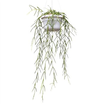 Hoya Linearis 30 - 34 cm 8 pp 30cm 14cm Q2353