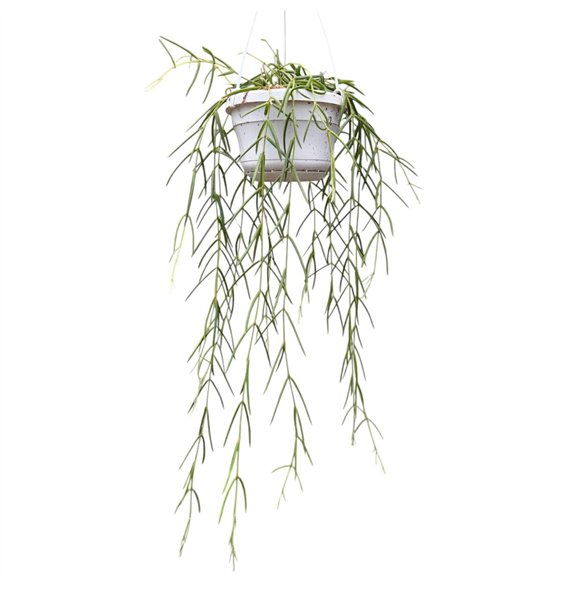 Hoya Linearis 30 - 34 cm 8 pp 30cm 14cm Q2353