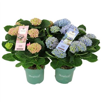 Hortenzija macr  magical revolution Mix 9+ 35cm 14cm Q2506