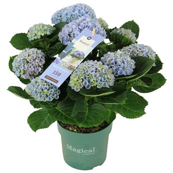 Hortenzija macr  magical revolution Blue 9+ 35cm 14cm Q2507