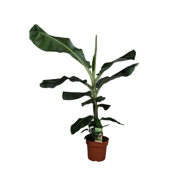 Bananovec dwarf cavendish 110cm 21cm Q2812