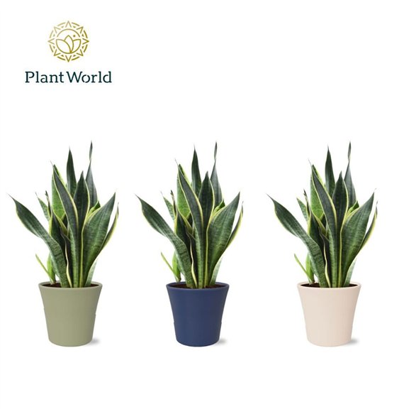 Taščin jezik - Sanseveria trifasciata futura superba (Superba) in pot Coco collectie Top Blend 40cm 14cm Q4846