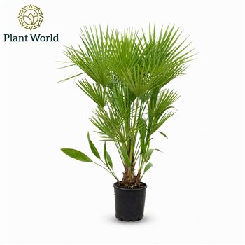 Chamaerops humilis  Eagle palm p27 140cm 1 pp 140cm 27cm Q1044