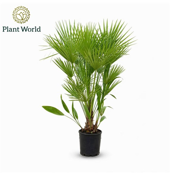 Chamaerops humilis  Eagle palm p27 140cm 1 pp 140cm 27cm Q1044