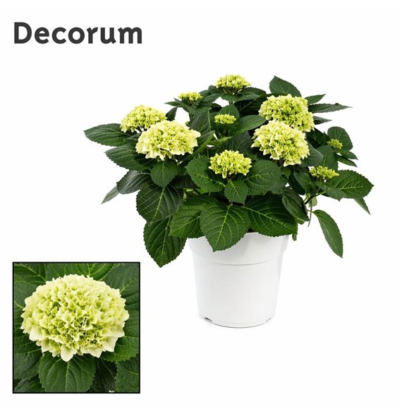 Hortenzija hi white sun bulb White 7 - 12 heads in colored sierpot (Decorum) fl 45cm 23cm Q2429