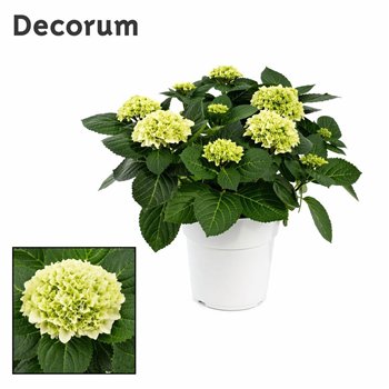 Hortenzija hi white sun bulb White 10 - 15 heads in colored sierpot (Decorum) fl 45cm 23cm Q2430