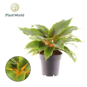 Chlorophytum green orange Green Orange 6 pp 30cm 14cm Q1050