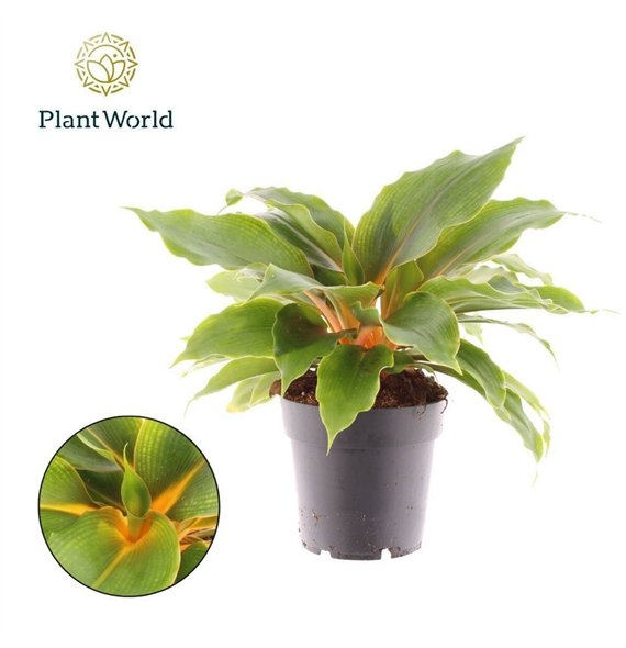 Chlorophytum green orange Green Orange 6 pp 30cm 14cm Q1050