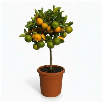 Citrus calamondin  on stem 45cm 15cm Q1853