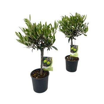 Oljka Olea europaea  on stem 50cm 15cm Q1908