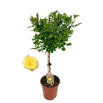 Vrtnica Roos on stem  geel 9 stems plnt 75cm 17cm Q1970
