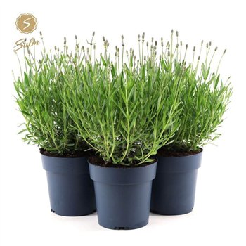 Lavandula angustifolia felice ang  Felice® Collection P15 28cm 15cm Q1998