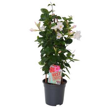 Mandevilla sundaville white Sundaville (Dipladenia) wit P17 1 pp 65cm 17cm Q2045
