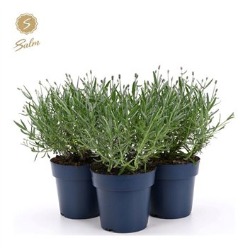 Lavandula angustifolia felice purple ang  Felice Silver® P15 35cm 15cm Q2052