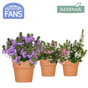 Scaevola aemula mix in Terracotta pot 1 pp 27 cm diameter 20 fl 25cm 12cm Q2092