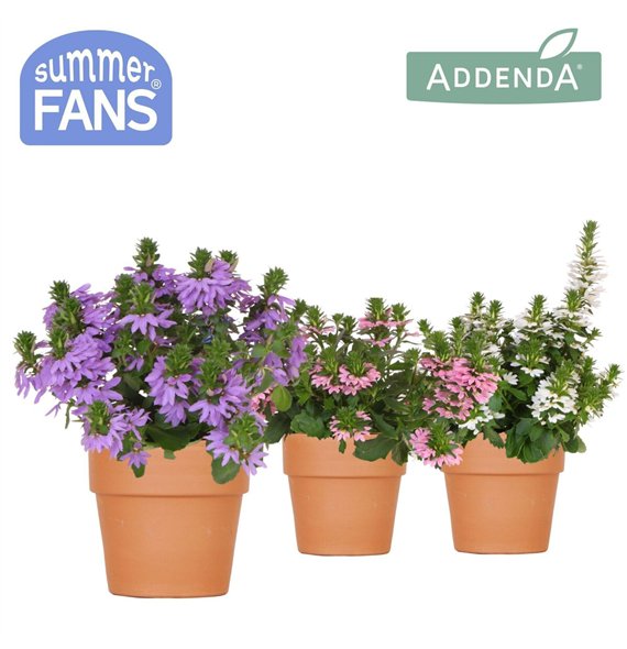 Scaevola aemula mix in Terracotta pot 1 pp 27 cm diameter 20 fl 25cm 12cm Q2092