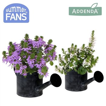Scaevola aemula mix in Watering Can pot 1 pp 27 cm diameter 20 fl 25cm 12cm Q2093