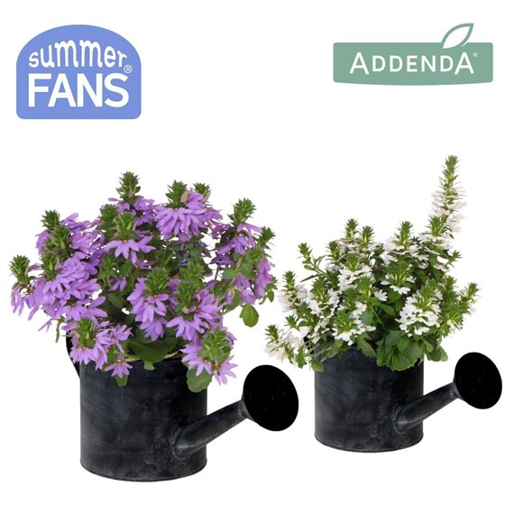 Scaevola aemula mix in Watering Can pot 1 pp 27 cm diameter 20 fl 25cm 12cm Q2093