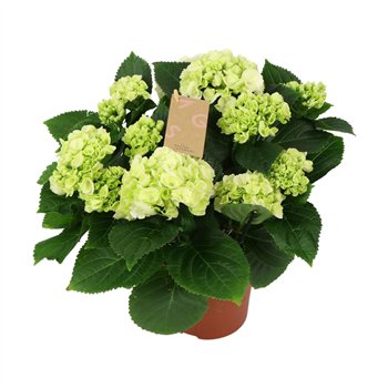 Hortenzija macr  schneeball White 7+ 40cm 14cm Q2448