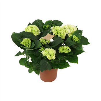 Hortenzija macr  schneeball White 5+ 40cm 14cm Q2449