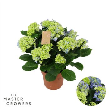 Hortenzija macr  early blue Blue 7+ 40cm 14cm Q2502
