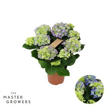 Hortenzija macr  early blue Blue 5+ 40cm 14cm Q2503