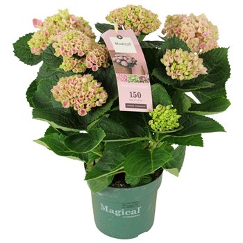 Hortenzija macr  magical revolution Pink 9+ 35cm 14cm Q2505
