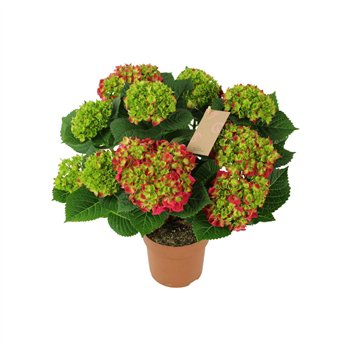 Hortenzija macr  hi tornado Red 7+ 40cm 14cm Q2509