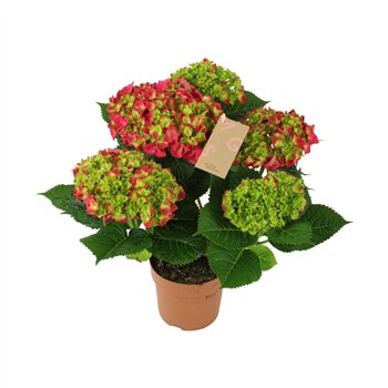 Hortenzija macr  hi tornado Red 5+ 40cm 14cm Q2510