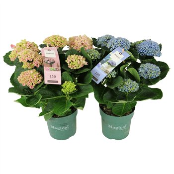 Hortenzija macr  magical revolution Mix 5+ 35cm 14cm Q2512