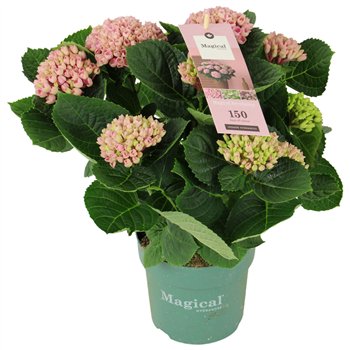 Hortenzija macr  magical revolution Pink 7+ 35cm 14cm Q2513