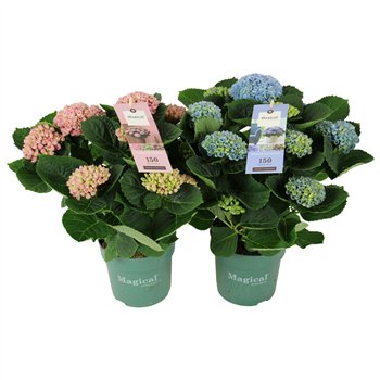 Hortenzija macr  magical revolution Mix 7+ 35cm 14cm Q2514