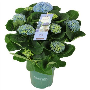 Hortenzija macr  magical revolution Blue 7+ 35cm 14cm Q2515