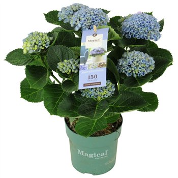 Hortenzija macr  magical revolution Blue 5+ 35cm 14cm Q2516