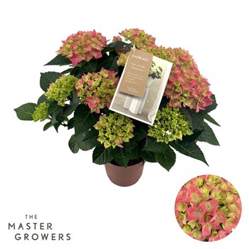 Hortenzija Hi Canal Ocean Pink 7+ 40cm 14cm Q2522
