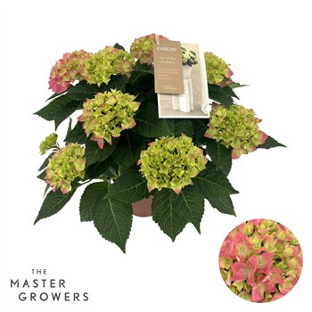 Hortenzija macr  hi ocean Hi Ocean Pink 5+ 40cm 14cm Q2526