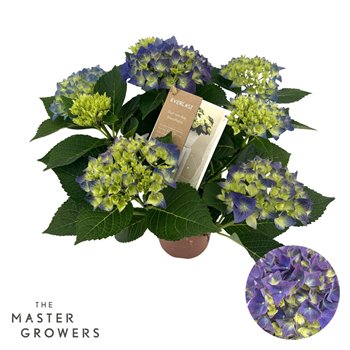 Hortenzija macr  hi ocean Hi Ocean Blue 5+ 40cm 14cm Q2527