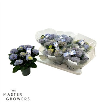 Hortenzija macr  magical revolution Blue 5+ 12cm 30cm 12cm Q2528