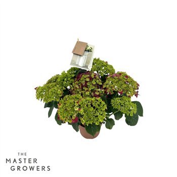 Hortenzija macr  hi fire Hi Fire Lila 5+ 40cm 14cm Q2529