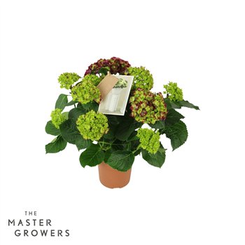 Hortenzija macr  hi fire Hi Fire Lila 7+ 40cm 14cm Q2530
