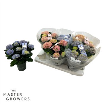 Hortenzija macr  magical revolution Mix 5+ 12cm 30cm 12cm Q2531