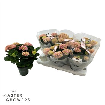Hortenzija macr  magical revolution Pink 5+ 12cm 30cm 12cm Q2532
