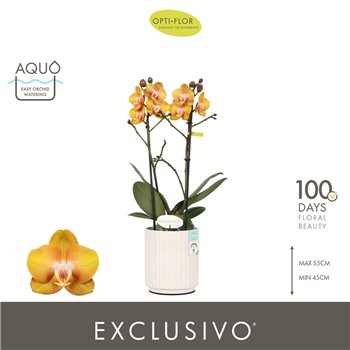 Orhideja Phalaenopsis multiflora anthura las vegas Exclusivo Las Vegas 2 spike in Molise White Aquo 18 fl  stems plnt 2000 gram 