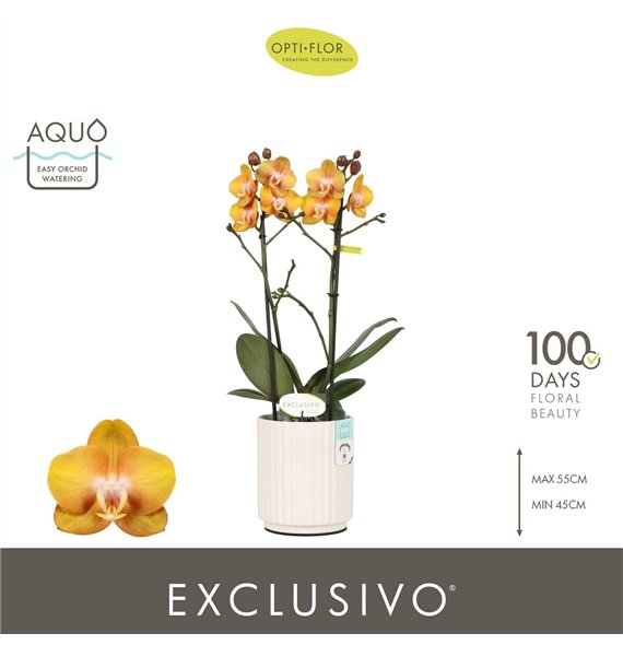 Orhideja Phalaenopsis multiflora anthura las vegas Exclusivo Las Vegas 2 spike in Molise White Aquo 18 fl  stems plnt 2000 gram 