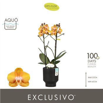 Orhideja Phalaenopsis multiflora anthura las vegas Exclusivo Las Vegas 2 spike in Emilia Brown Aquo18 fl  stems plnt 2000 gram 4