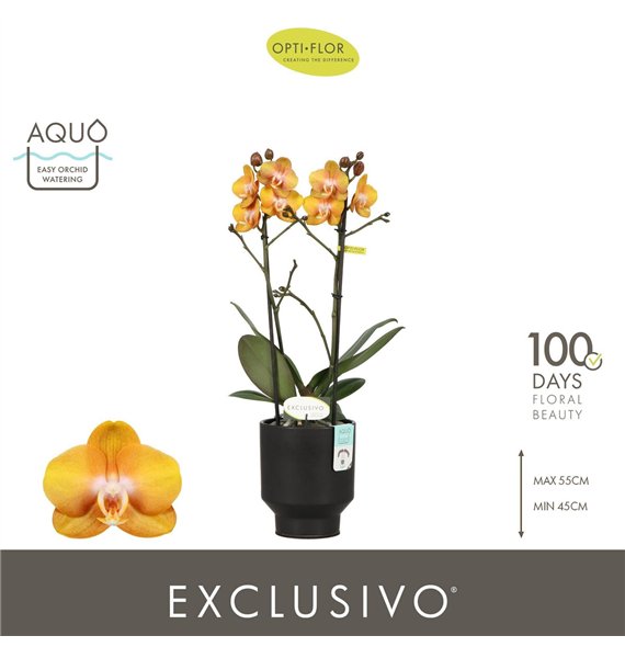 Orhideja Phalaenopsis multiflora anthura las vegas Exclusivo Las Vegas 2 spike in Emilia Brown Aquo18 fl  stems plnt 2000 gram 4