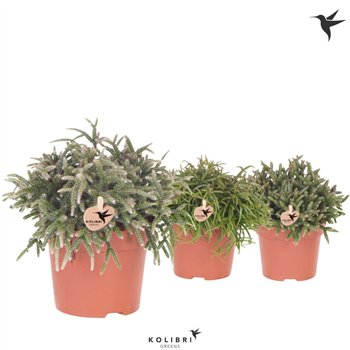 Rhipsalis mix Kolibri Greens mix1 pp 23cm 12cm Q4097