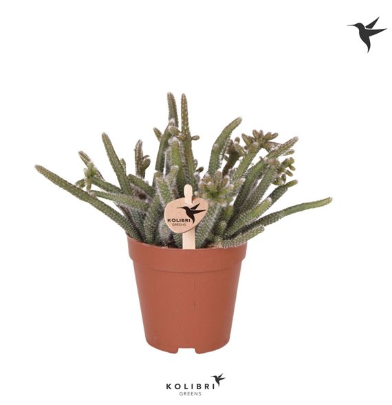 Rhipsalis baccifera subsp  horrida Kolibri Greens Baccifera Horrida1 pp 16cm 9cm Q4108