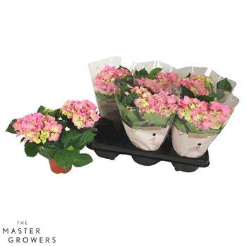 Hortenzija macr  early rosa Early Roze 10cm 2kopbl 22cm 10cm Q2407
